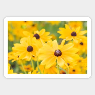 Black-Eyed Susan Yellow Daisy Flowers Sticker